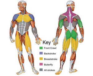 swimming muscle-groups1.jpg